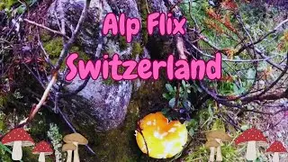 Sur Alp Flix Savognin