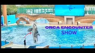 ORCA ENCOUNTER
