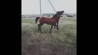 #кувал ва Дуса райис