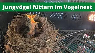 Wie füttern Vögel ihre Jungen - Amsel füttert Ihre Jungen