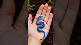 incredible animal transformation !!