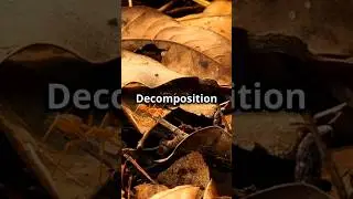 The Fascinating Process of Decomposition  Explained!