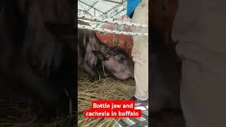 Bottle jaw and cachexia #bvscah #veterinary #animals #veterinarymedicine #bottlejaw #cachexia