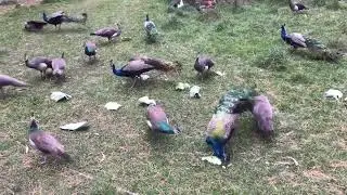 Breakfast time for peacocks & other animals