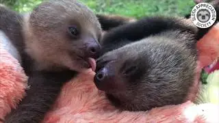 The CUTEST baby sloth kisses!