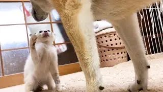 保護子猫リノ♥ついにご対面！ご対面の任務を忘れた柴犬の行動が子猫との距離を縮めることに♪