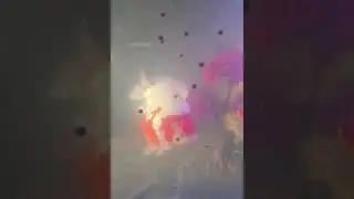 Aqqa LED Aquarium lights