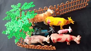 Cow PROSES POTONG SAPI KURBAN | PROSES MELAHIRKAN CESAR SAPI &  DOMBA | Cow Videos
