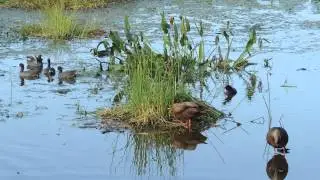 2014-11-03 N Green Cay waterfowl