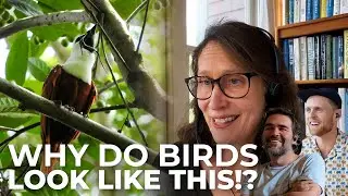 Sexual Selection in Birds | Chirp From Episode 5