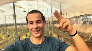 🌱✨ Descubre cómo entutoramos nuestro cultivo de Tomate Rosa: ¡Resultados impresionantes! 🍅💪