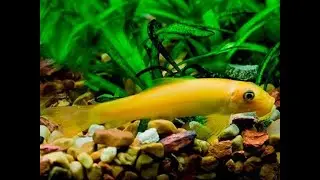 Best Algae Eaters|Fish |snail| Shrimp For Freshwater Aquarium