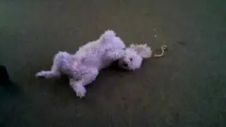 Dog sleeping on its back