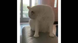 Shampooing sec pour chien et chat sans rin&ccedil;age pratique et rapide