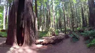 Virtual Redwood Forest Walk (360 degree tour) The Ave of Giants 3