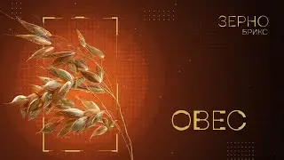 «Зерно БРИКС». Овес