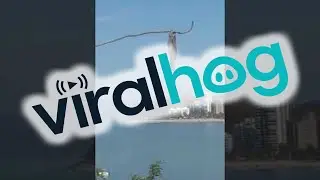 Sloth Hanging Upside Down Scratches Armpit || ViralHog