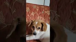 Canciones para Hannah Banana 🍌 #lemonhead #hannahbanana #pomeagle #cutiepie #perrita