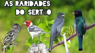 PÁSSAROS encontrados no SERTÃO | FLAGRAS das AVES em meio a CAATINGA VIVA. 🐦📷💚  