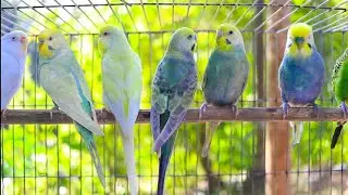12 Hour of Happiest Sounds of Budgies living in the Garden
