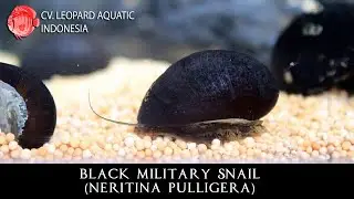Neritina pulligera. The DISCIPLINE BLACK MILITARY snail! (Leopard Aquatic W014A)