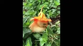 Cute Duck in Flower Hat ❤️
