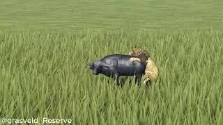 Strong male lion takes down an old buffalo - Roblox, Wild Savanna