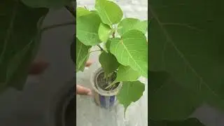 Ficus Religiosa&nbsp;/ Sacred Fig / Peepal Tree