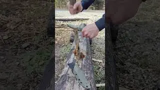 Test Scandi #Forest #Bushcraft #TestNoża #Outdoor #Knifemaking #JBPolishKnives #TestWLesie