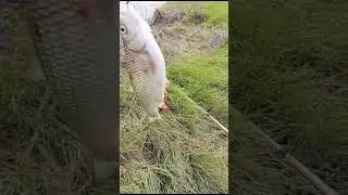 рыбалка Цаганаман #shorts