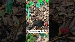 Turkey eating small snake | Rain Forest | Australia Cairns