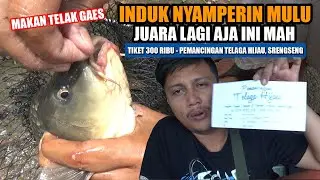 INDUK NYAMPERIN MULU SEMUANYA MAKAN‼️ALHAMDULILLAH JUARA LAGI AJA‼️