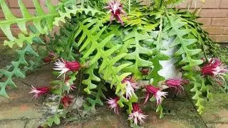 Explorando a Beleza da Planta Cacto Sianinha: Dicas de Cultivo e Paisagismo!