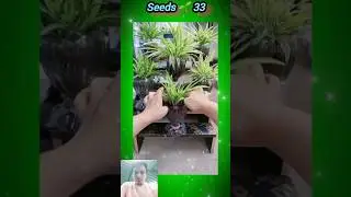Unique and New Home garden ideas #garden #gardening #plants #tree #flower #homegarden #seedsplants33