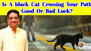 Is a black cat crossing your path good or bad luck? | Meaning of black cat crossing your way