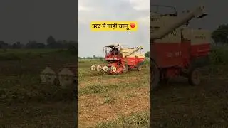 Black Gram Harvesting