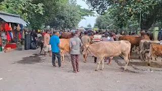28 JUTA BABON JUMBO‼️UPDATE HARGA SAPI BETINA || PASAR SAPI NGADILUWIH KEDIRI ||