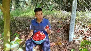 Harvesting and eating plums - growing vegetables and raising livestock | Long Ca Farm