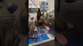Souri bath day #dogtraining #k9protection #puppy #k9trainer