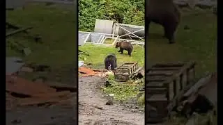 Brown Bear Tapeworm Shake