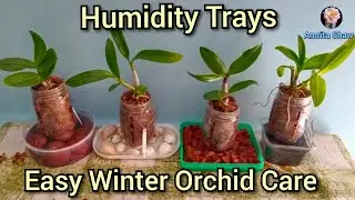 Dendrobium Orchid Care using Humidity Trays  -2023 / Tips to grow deep orchid roots #amritashaw