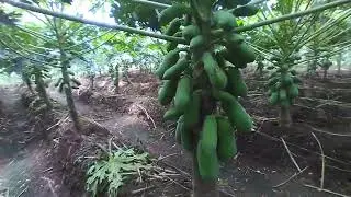 Pepaya california 4bln 25 hari | rosela bunga