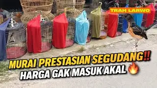 GILA AWAL BULAN 2026‼️ MURAI BATU PRESTASIAN SEGUDANG CUMA SEGITU 🔥 ADA TRAH LARWO
