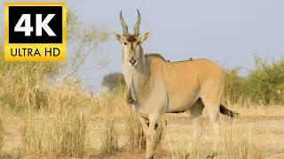 ELAND 4K HDR: The World’s Largest Antelope in Cinematic Ultra HD | 4K HDR TV Demo