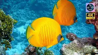 Find Peace and Ocean Tranquility: Relaxing Piano & 4K Underwater Escape