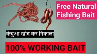 Earthworm Digging for Fishingng Bait/मछली पकड़ने के लिए केचुआ खोदना