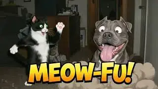 This Cat Thinks He&rsquo;s a Kung-Fu Master 😂