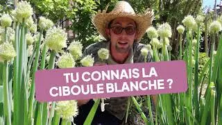 Tu connais la Ciboule blanche ? Une cousine XXL de la ciboulette !