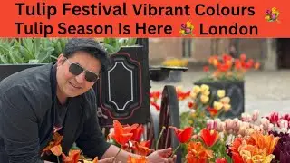 Tulip Festival London 4K Hampton Court Palace 🇬🇧 Beautiful Tulip In London Urdu Vlog