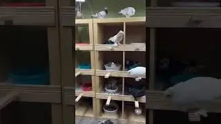 pigeons of the world #palomas #pigeons # حمام العالم #birds #oiseaux #paj&aacute;ros #aves #الطيور #altuyur